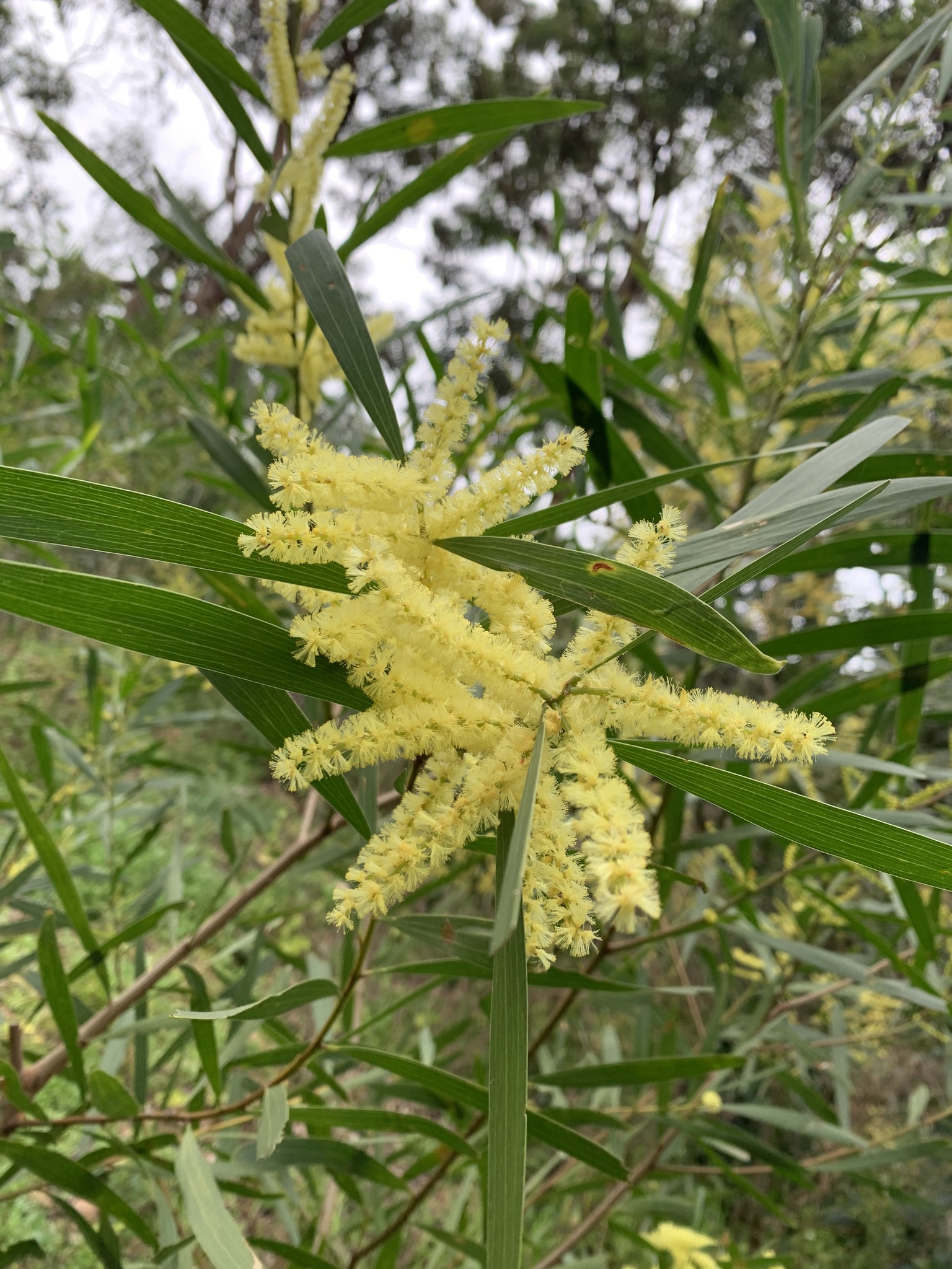 Acacia Trinervis 